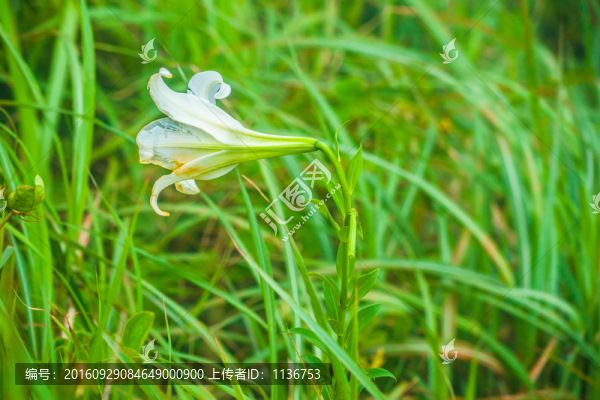 百合花