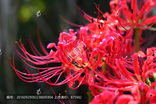 彼岸花