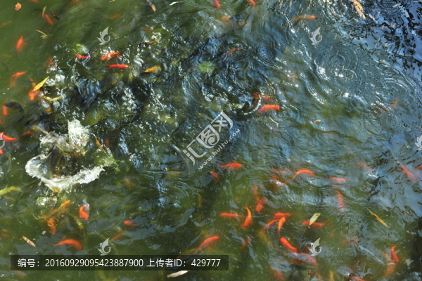 金魚苗,金魚養(yǎng)殖,魚塘