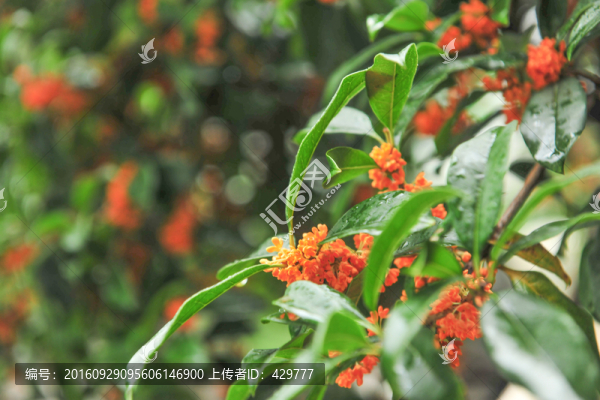 桂花,金桂,桂花樹(shù)