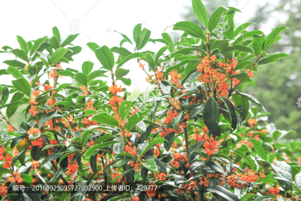 桂花高清