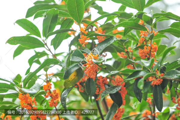 桂花