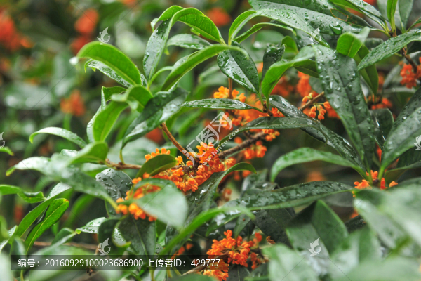 桂花,金桂,桂花樹(shù)