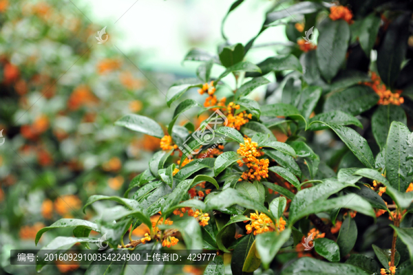 桂花樹,金桂,桂花大圖