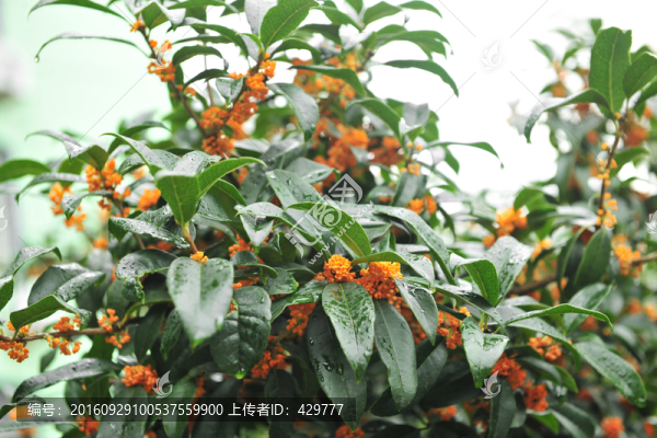 高清桂花素材