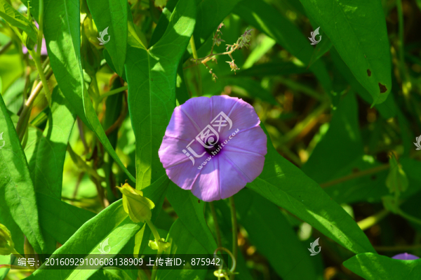 喇叭花