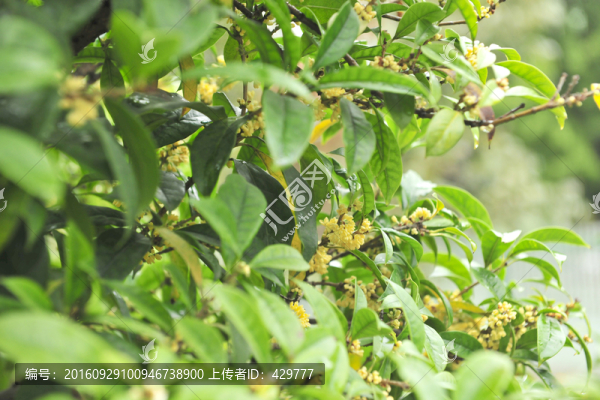 高清桂花素材