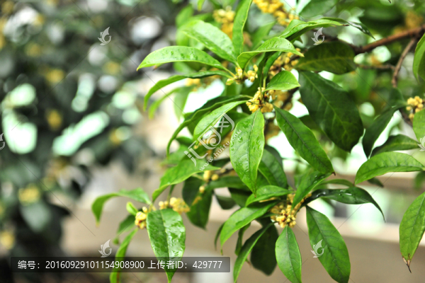 桂花