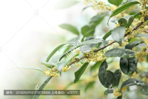 桂花,桂花樹