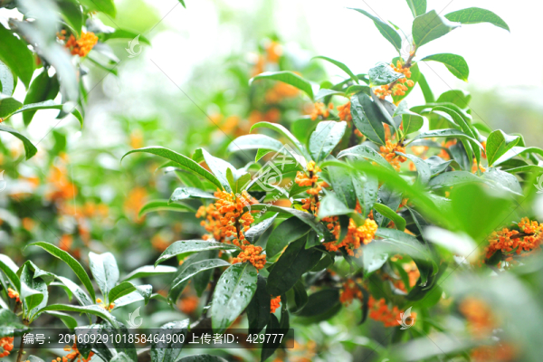 桂花盛開(kāi),桂花樹(shù)