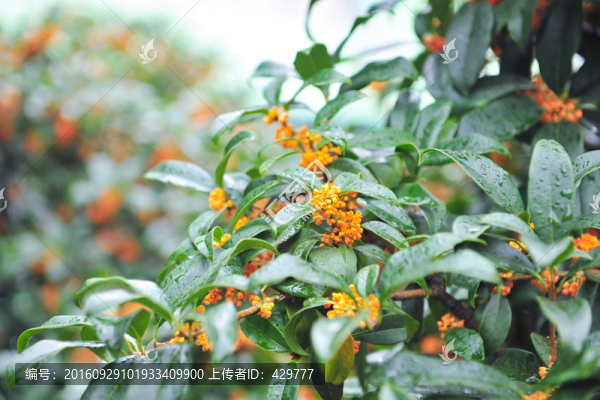 桂花樹,桂花盛開