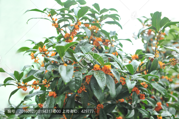桂花,桂花樹,金秋桂花香