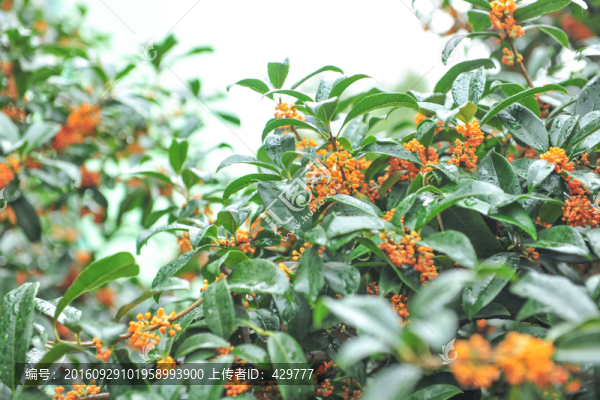 桂花,桂花樹(shù),金秋桂花香