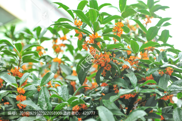 桂花樹