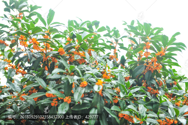桂花,桂花樹,規(guī)劃盆景