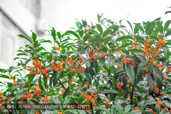 桂花,,黃色桂花