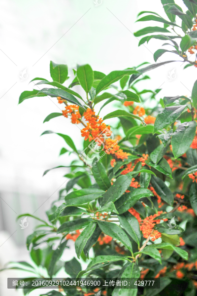 桂花,桂花香