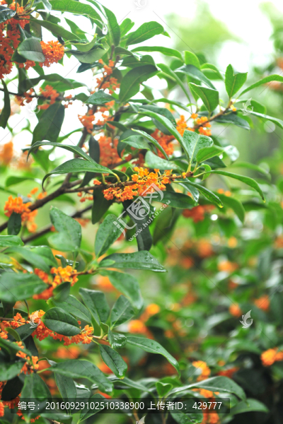 桂花,桂子,桂花飄香