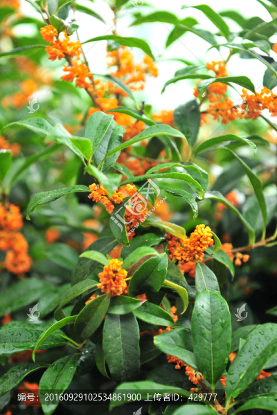 桂花