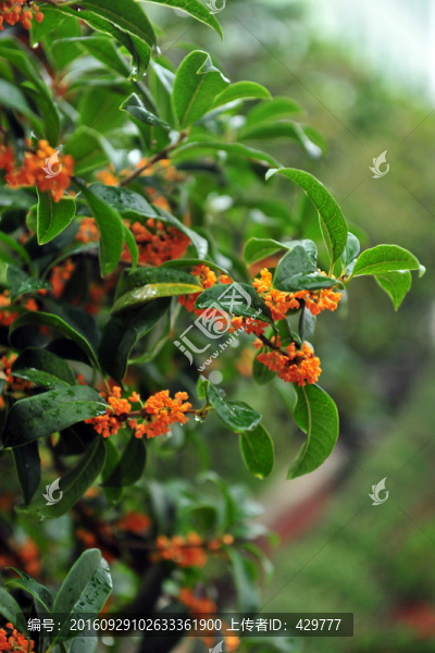 桂花,桂花樹,秋天桂花開