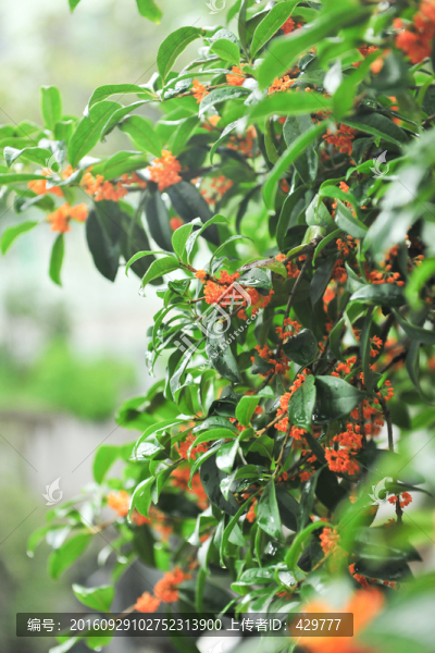 桂花,桂花樹,秋天桂花開