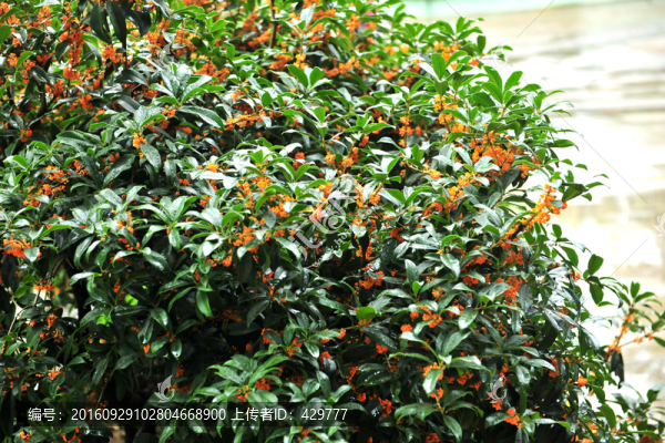 桂花,桂花樹,秋天桂花開