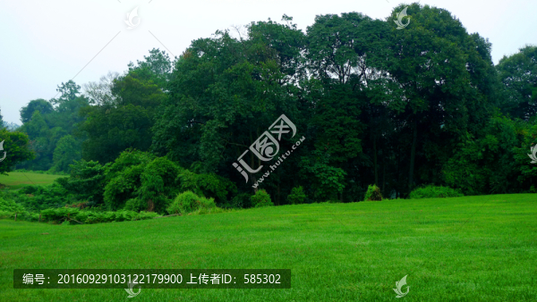 樹林草地緩坡