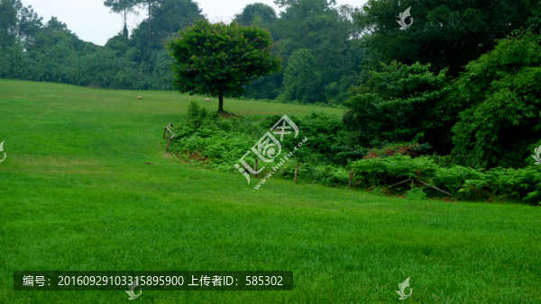 樹(shù)林和草地