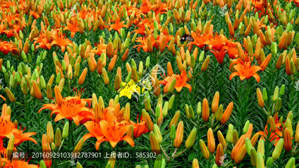 大片的花