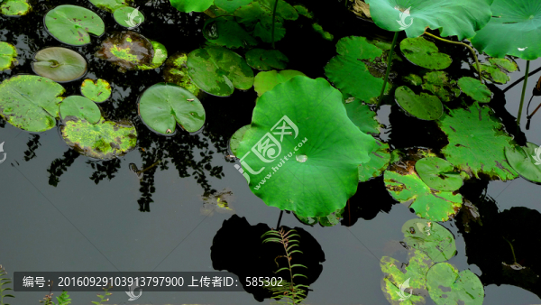 荷塘荷葉