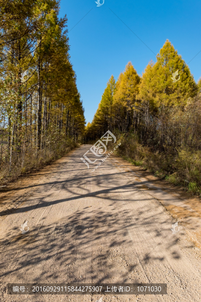 林區(qū)簡(jiǎn)易路