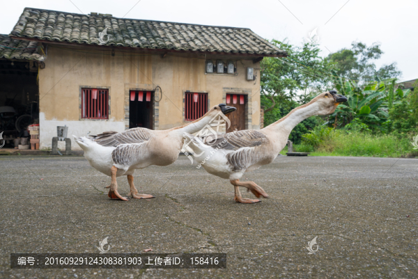 農(nóng)家鵝
