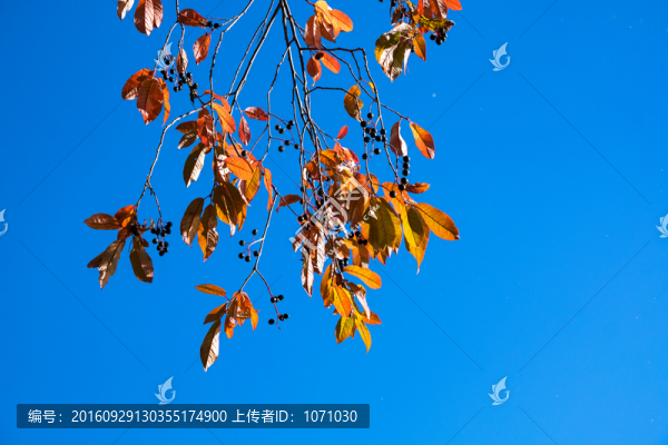 秋天的野果