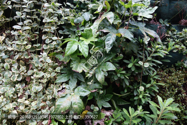 植物墻,綠葉墻