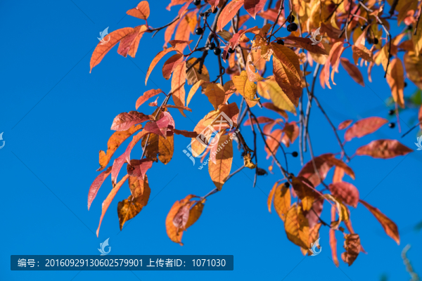 秋天的野果