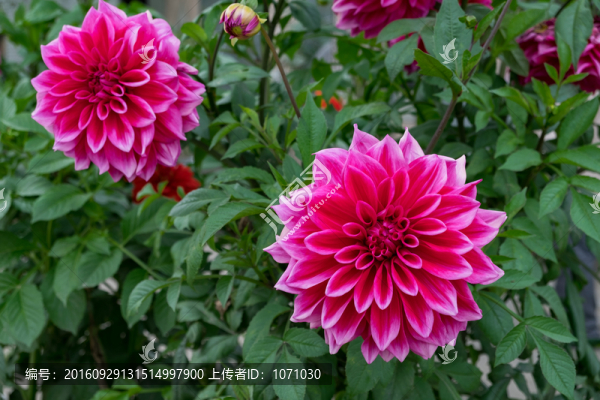 土豆花