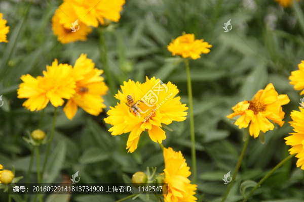 黃花