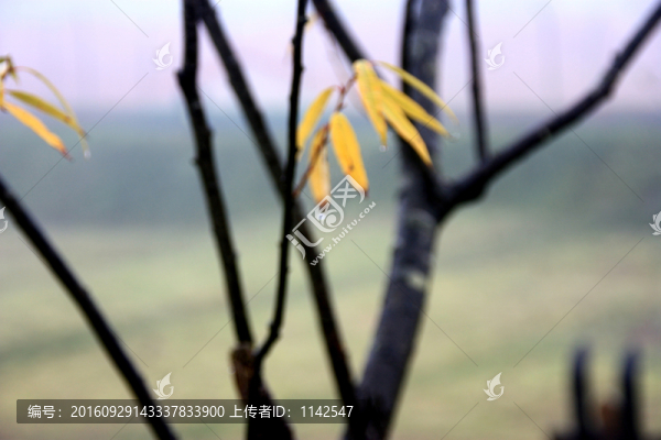樹枝露珠