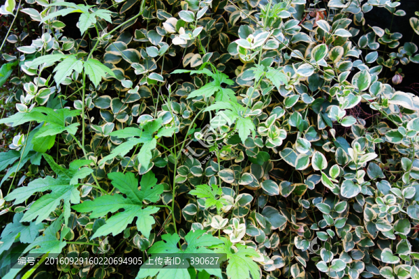 植物墻,綠葉墻