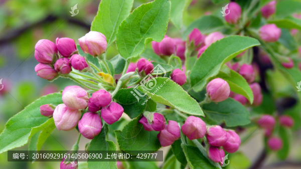 海棠花,紅色花