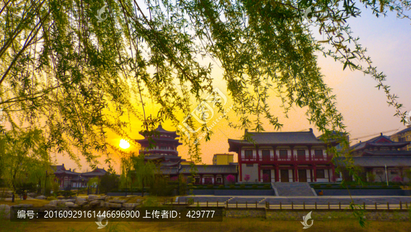 柳樹,夕陽,春天園林