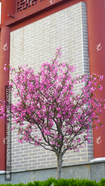 櫻花,紅櫻花,櫻花樹