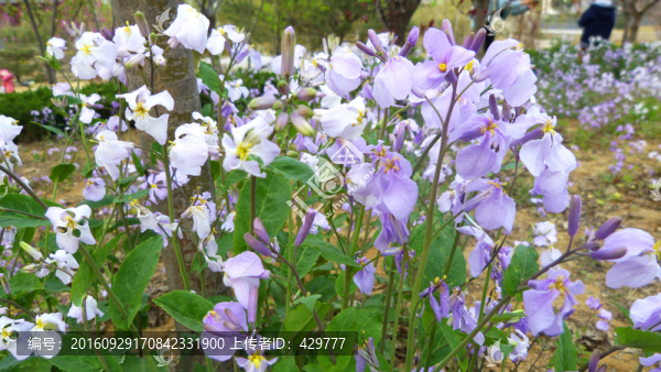 花草背景,綠化花卉