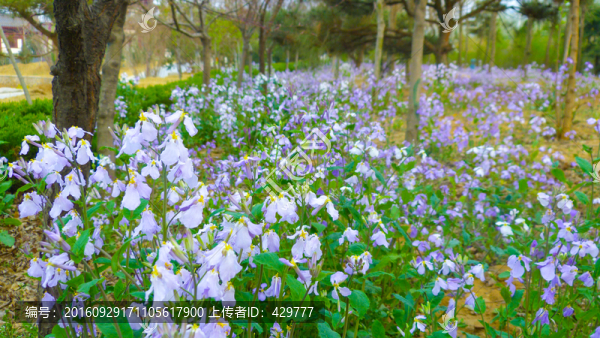 花草
