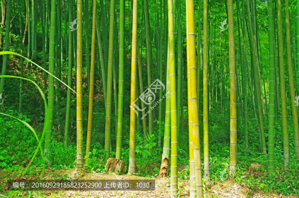 竹林背景