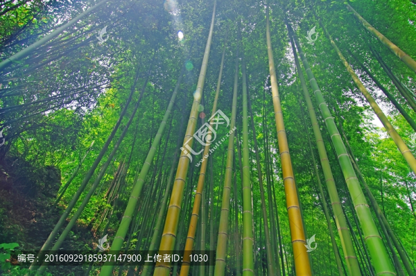 楠竹,毛竹