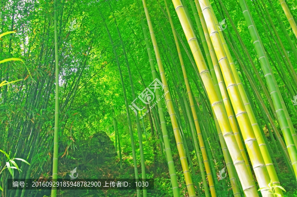 竹林