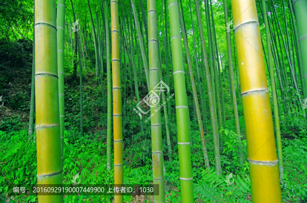 竹林