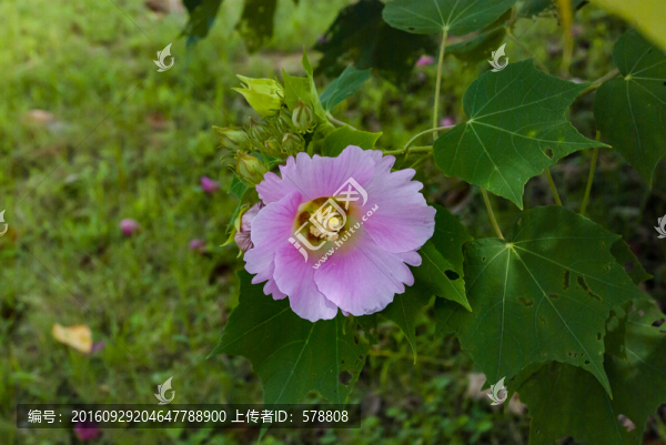 花,芙蓉花,木芙蓉花