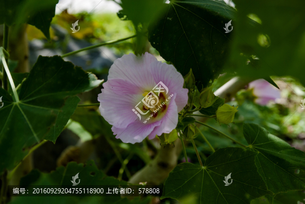 花,芙蓉花,木芙蓉花